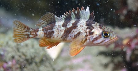 A calico rockfish swimming.